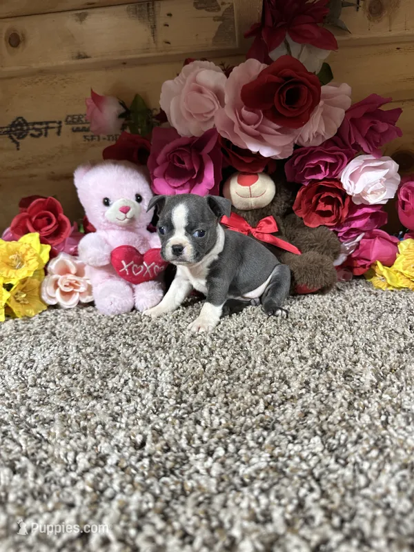 Alivia – Boston Terrier puppy for sale in Cub Run, KY