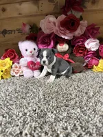 Alivia, a female Boston Terrier for sale in Cub Run, KY – 1 of 4
