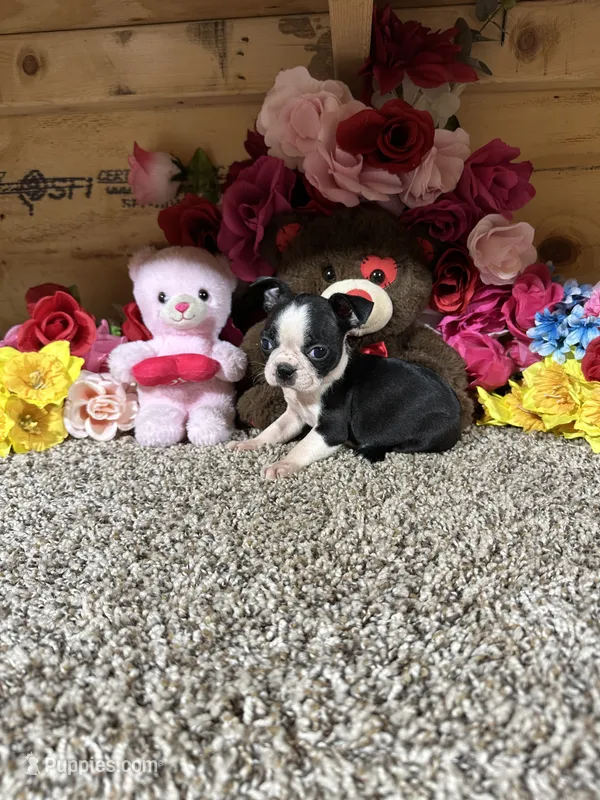 Dixie – Boston Terrier puppy for sale in Cub Run, KY