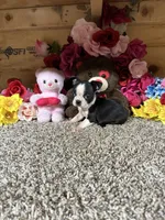 Dixie, a female Boston Terrier for sale in Cub Run, KY – 1 of 4