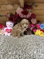 Rosie, a female Poodle - Toy  for sale in Cub Run, KY – 2 of 4