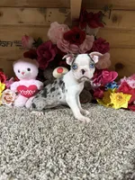 Grace, a female Boston Terrier for sale in Cub Run, KY – 3 of 4