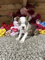 Gloria , a female Boston Terrier for sale in Cub Run, KY – 2 of 3