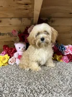 Jasimine, a female Cavapoo for sale in Cub Run, KY – 5 of 5