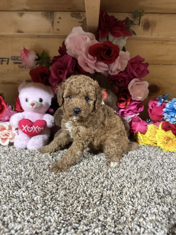 Reba – Poodle - Toy  puppy for sale in Cub Run, KY