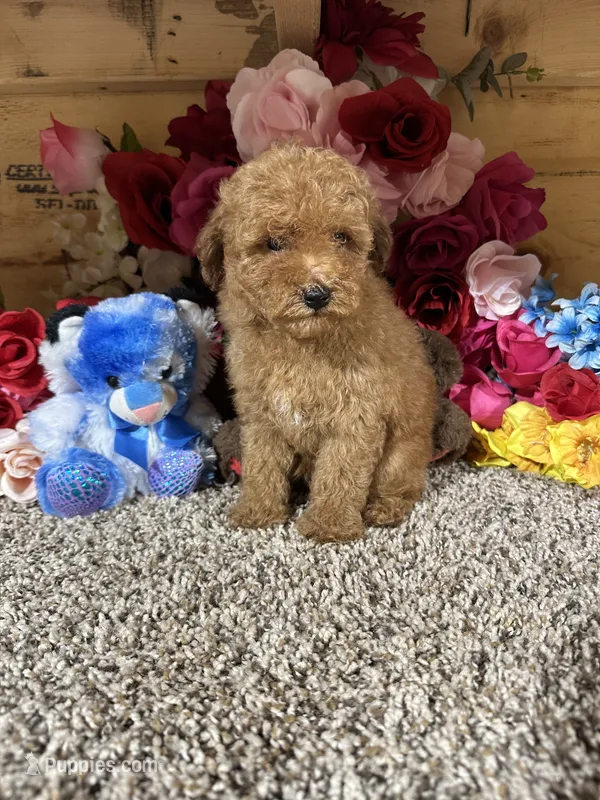 Akc Harper  – Poodle - Toy  puppy for sale in Cub Run, KY