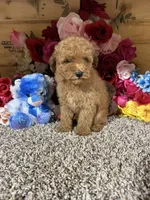 Akc Harper , a male Poodle - Toy  for sale in Cub Run, KY – 1 of 2