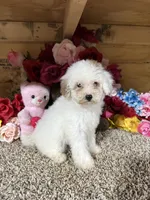 Angel , a female Poodle - Toy  for sale in Cub Run, KY – 2 of 6