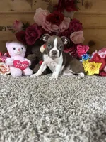 Lora, a female Boston Terrier for sale in Cub Run, KY – 2 of 4