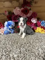 Buster, a male Boston Terrier for sale in Cub Run, KY – 3 of 4