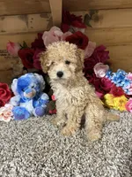 Akc Harper, a male Poodle - Toy  for sale in Cub Run, KY – 3 of 4