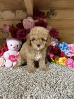 Rita, a female Poodle - Toy  for sale in Cub Run, KY – 4 of 5
