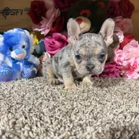 Akc Rondo, a male French Bulldog for sale in Cub Run, KY – Photo 5 of 5