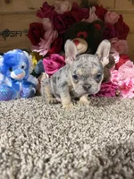 Akc Rondo, a male French Bulldog for sale in Cub Run, KY – Photo 5 of 5