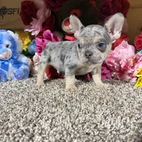 Akc Rondo, a male French Bulldog for sale in Cub Run, KY – Photo 2 of 5
