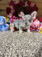 Akc Rondo, a male French Bulldog for sale in Cub Run, KY – Photo 2 of 5