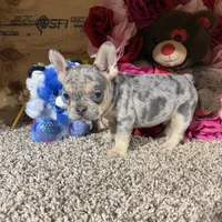 Akc Rondo, a male French Bulldog for sale in Cub Run, KY – Photo 3 of 5