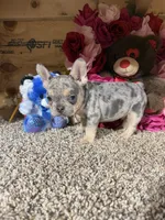 Akc Rondo, a male French Bulldog for sale in Cub Run, KY – Photo 3 of 5
