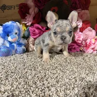 Akc Rondo, a male French Bulldog for sale in Cub Run, KY – Photo 1 of 5