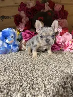 Akc Rondo, a male French Bulldog for sale in Cub Run, KY – Photo 1 of 5