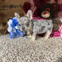 Akc Rondo, a male French Bulldog for sale in Cub Run, KY – Photo 4 of 5