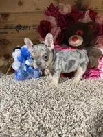Akc Rondo, a male French Bulldog for sale in Cub Run, KY – Photo 4 of 5