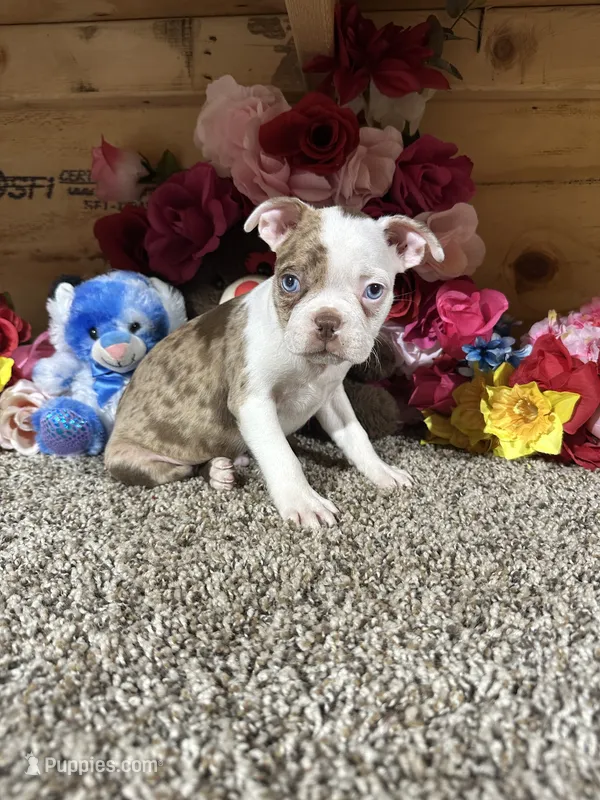 Leo – Boston Terrier puppy for sale in Cub Run, KY