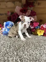 Leo, a male Boston Terrier for sale in Cub Run, KY – 1 of 6