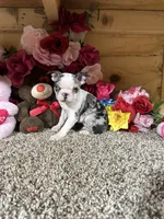 Gloria , a female Boston Terrier for sale in Cub Run, KY – 3 of 5