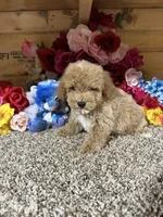 Chief , a male Poodle - Toy  for sale in Cub Run, KY – 1 of 6