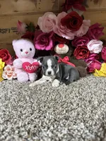 Alivia, a female Boston Terrier for sale in Cub Run, KY – 4 of 4
