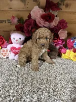 Reba, a female Poodle - Toy  for sale in Cub Run, KY – 2 of 4