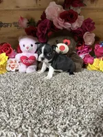 Dixie, a female Boston Terrier for sale in Cub Run, KY – 4 of 4