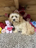 Jasimine, a female Cavapoo for sale in Cub Run, KY – 3 of 5