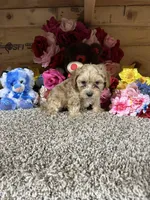 Justin, a female Cavapoo for sale in Cub Run, KY – Photo 4 of 5
