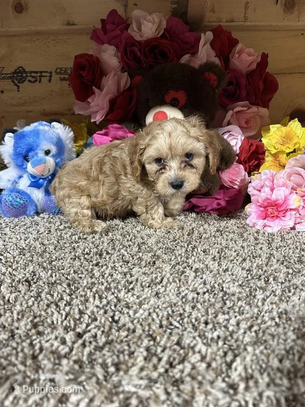 Justin, a female Cavapoo for sale in Cub Run, KY – Photo 1 of 5
