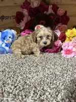 Justin, a female Cavapoo for sale in Cub Run, KY – Photo 2 of 5