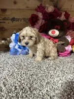Justin, a female Cavapoo for sale in Cub Run, KY – Photo 5 of 5