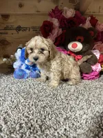 Justin, a female Cavapoo for sale in Cub Run, KY – Photo 3 of 5