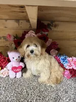 Jasimine, a female Cavapoo for sale in Cub Run, KY – 4 of 5