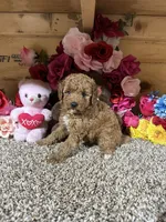 Reba, a female Poodle - Toy  for sale in Cub Run, KY – 3 of 4