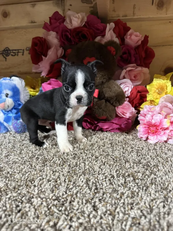 Jack, a male Boston Terrier for sale in Cub Run, KY – Photo 1 of 5