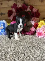 Jack, a male Boston Terrier for sale in Cub Run, KY – Photo 1 of 5