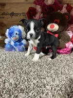Jack, a male Boston Terrier for sale in Cub Run, KY – Photo 5 of 5