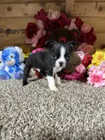 Jack, a male Boston Terrier for sale in Cub Run, KY – Photo 3 of 5
