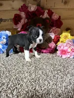 Jack, a male Boston Terrier for sale in Cub Run, KY – Photo 2 of 5