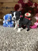 Jack, a male Boston Terrier for sale in Cub Run, KY – Photo 4 of 5