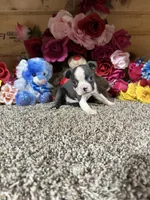 Buster, a male Boston Terrier for sale in Cub Run, KY – 2 of 4