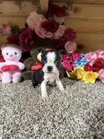 Dixie, a female Boston Terrier for sale in Cub Run, KY – 3 of 4