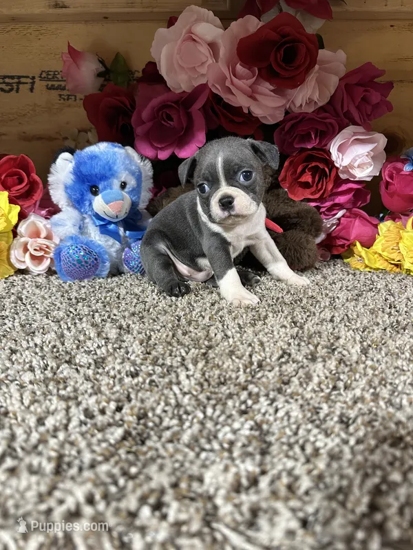 Riley – Boston Terrier puppy for sale in Cub Run, KY